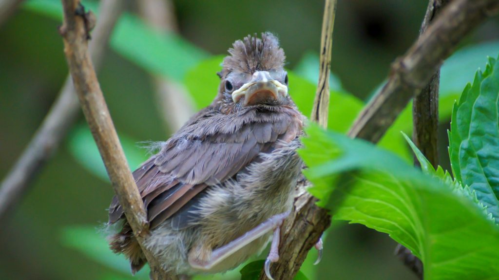 Six Portraits of Two Baby Birds – DaleDucatte.com