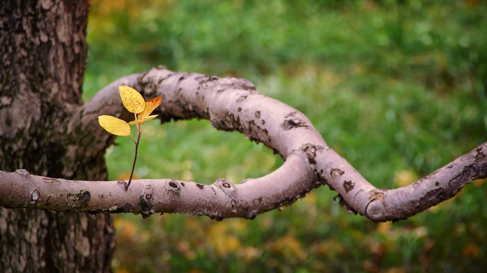 Single Frame: Autumn Close Up #10