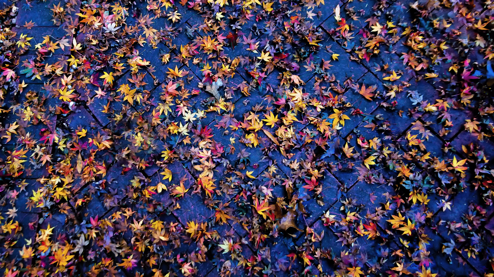 Wordless Wednesday: Fall, Fading – DaleDucatte.com