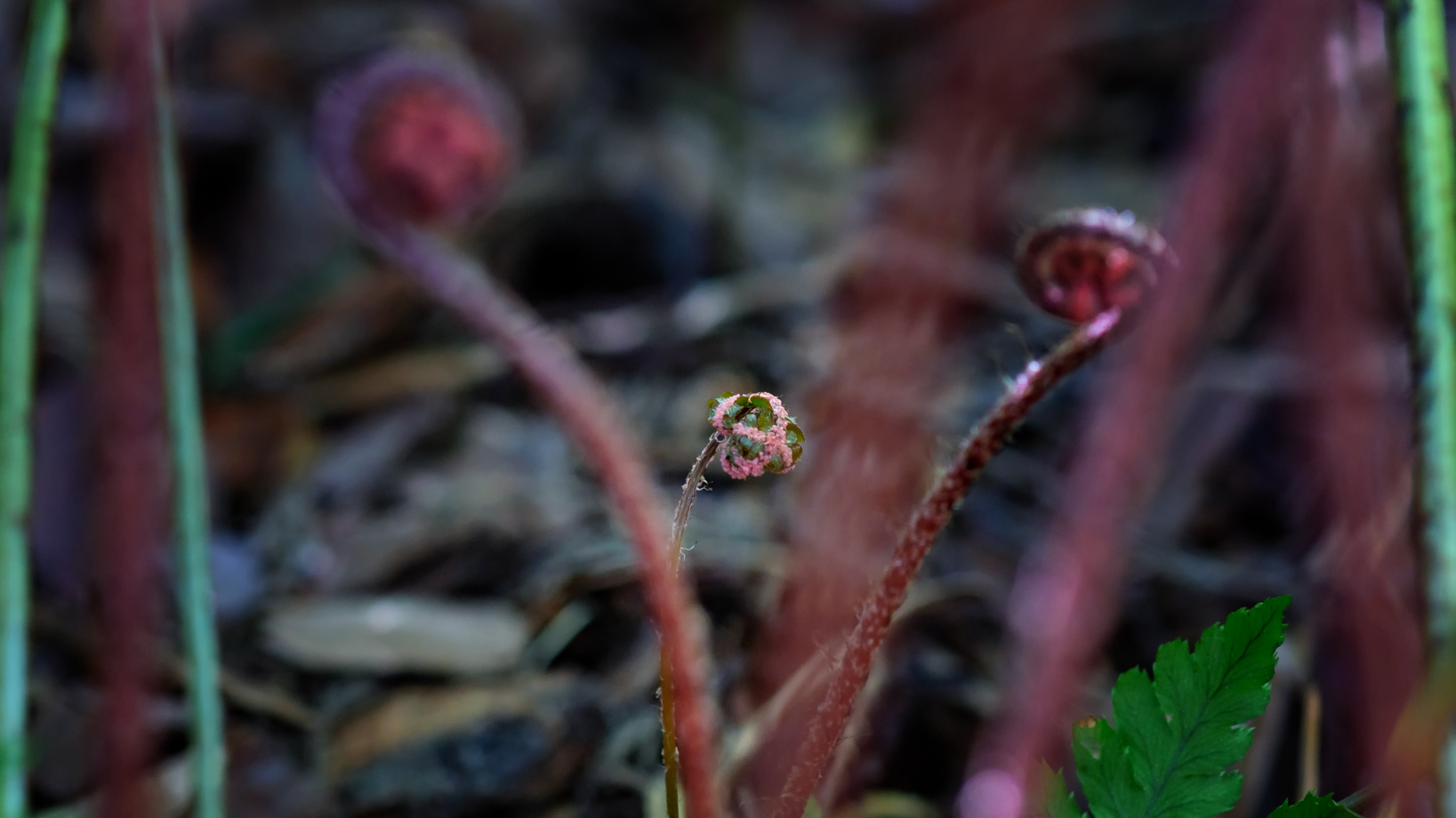 Wordless Wednesday: Autumn Ferns Celebrate Spring! – DaleDucatte.com