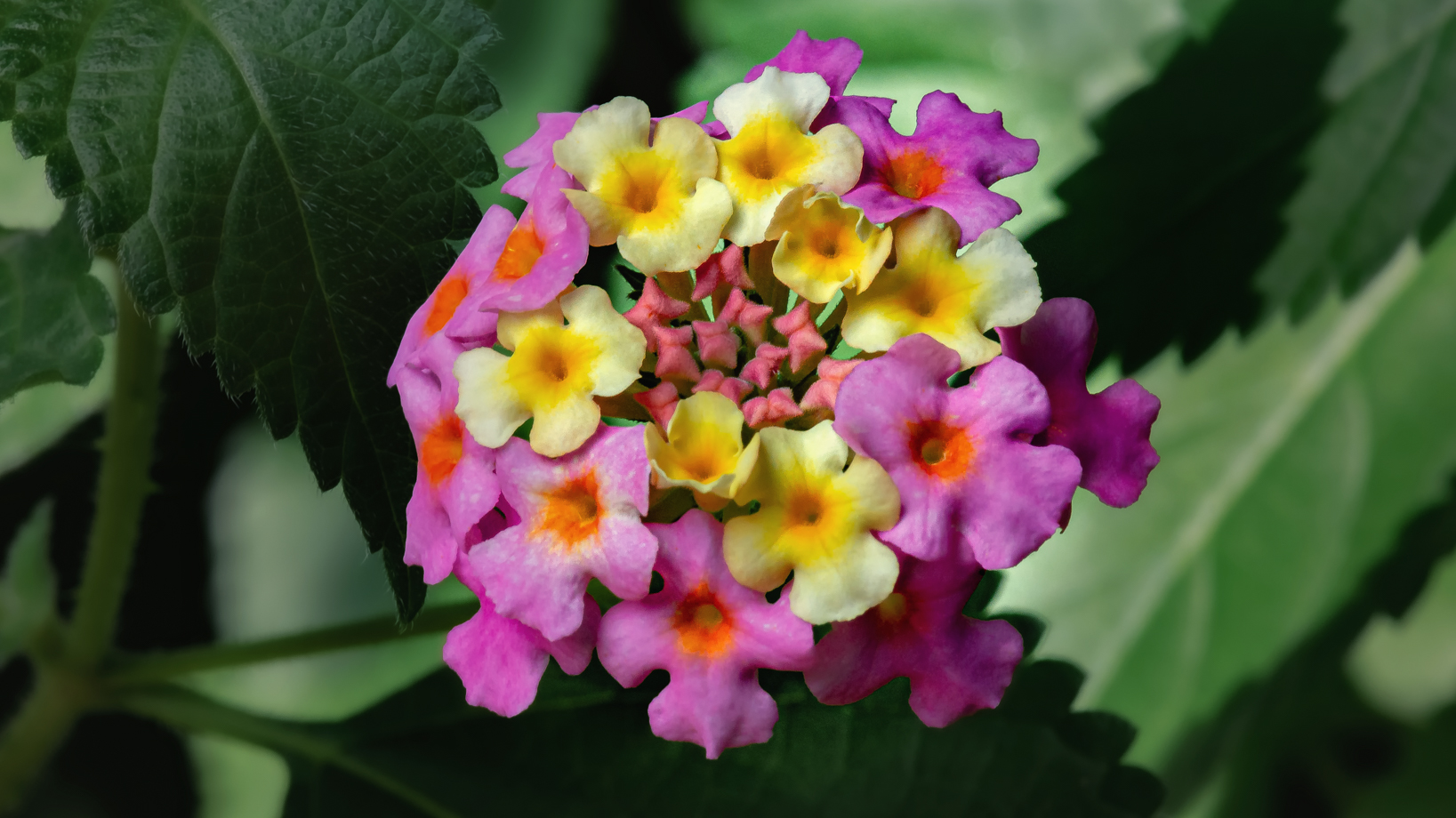 Late Summer Color: Mary Ann Lantana (gallery 3 Of 3) – Daleducatte.com