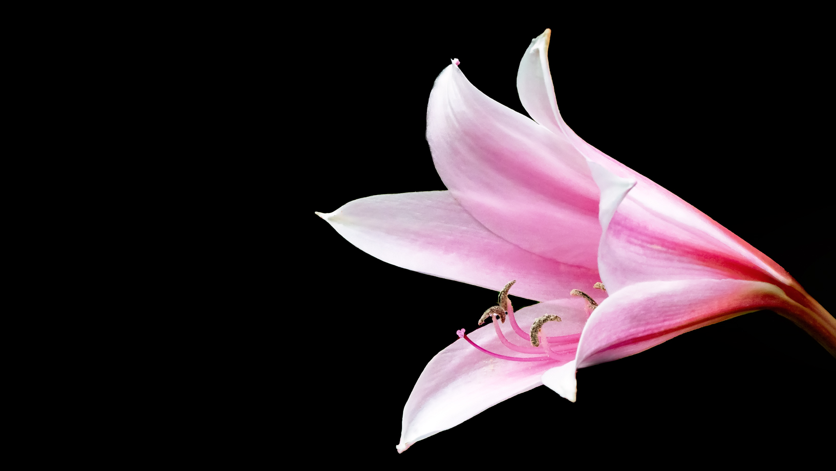 Summer 2020 Lily Variations (7 of 10)