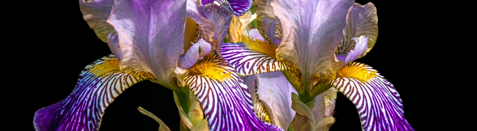 Bearded Iris Motley Mix (1 of 2)