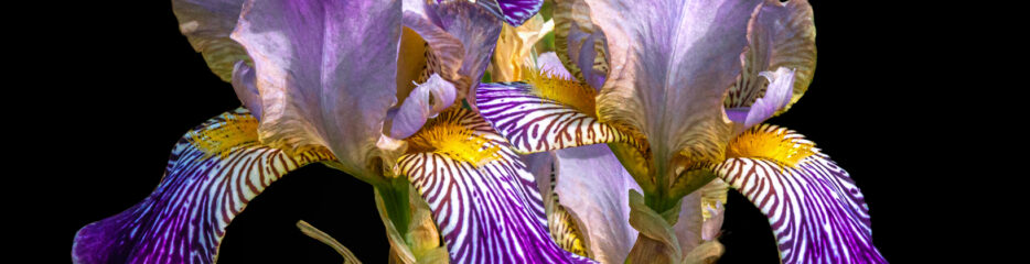 Bearded Iris Motley Mix (1 of 2)
